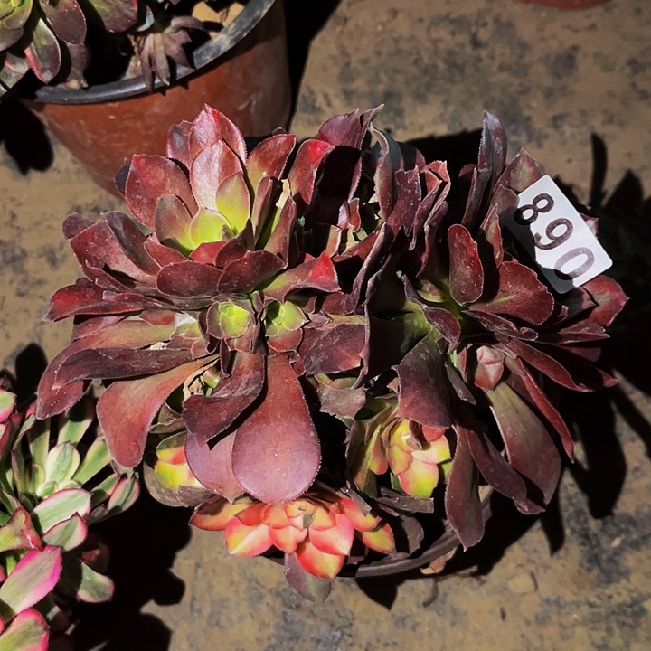 890香妃多肉植物处理不售后