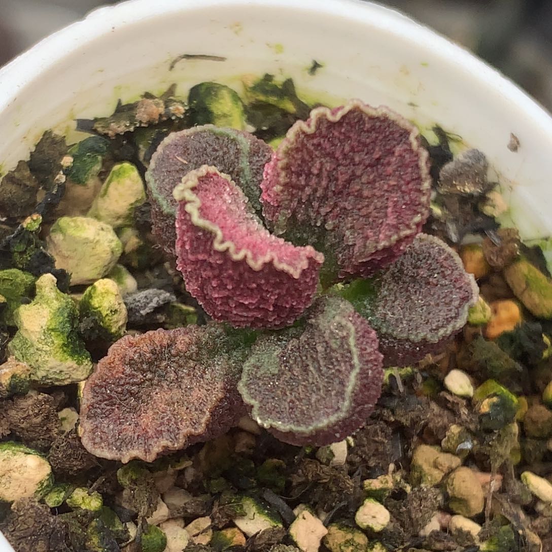 火凤凰水泡一物一拍