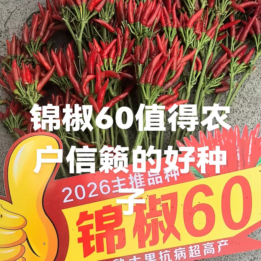 锦椒60  早熟抗病 簇生大果朝天椒种子