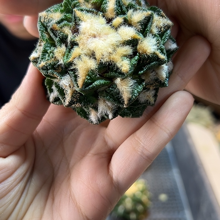 苗接辛盾无根6公分1颗小老皮