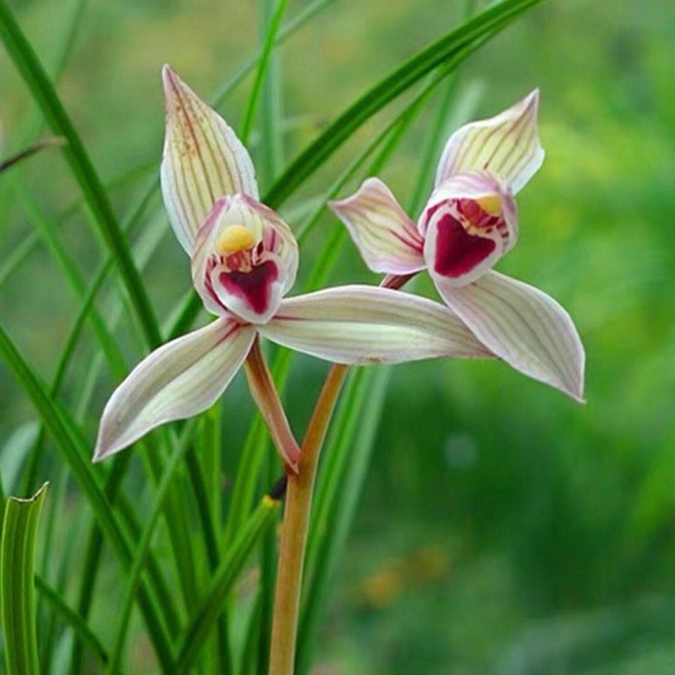 国兰一物一拍专属