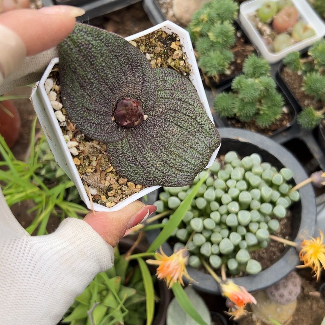 多肉植物紫镜开花