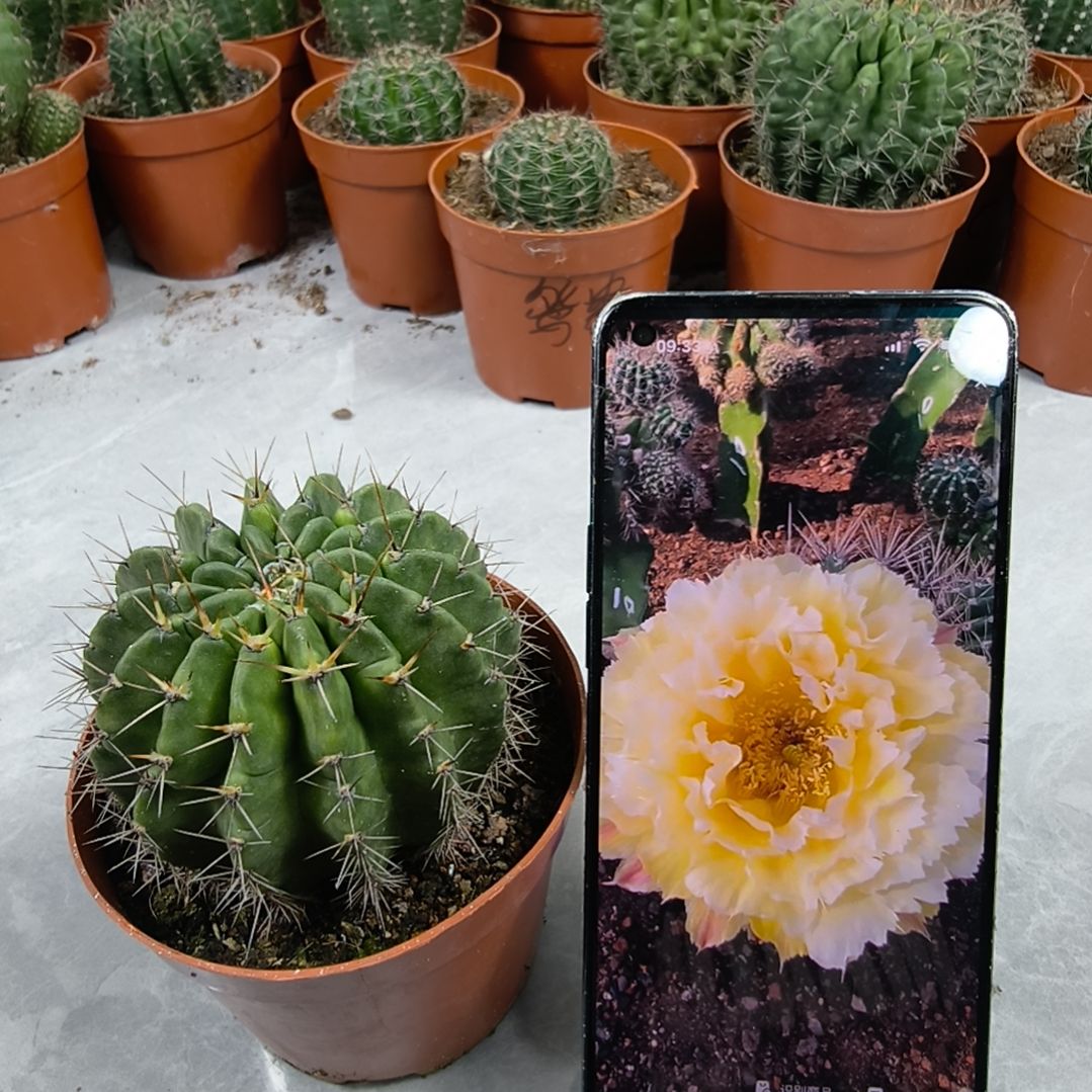 自根羽毛10号带盆发（7.5cm左右）