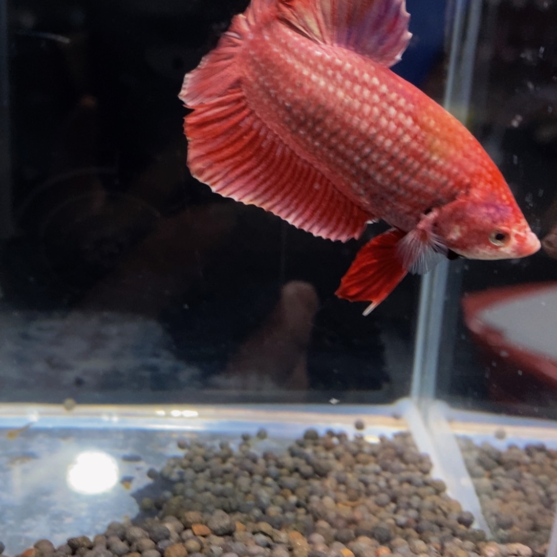 热带鱼公497巨斗