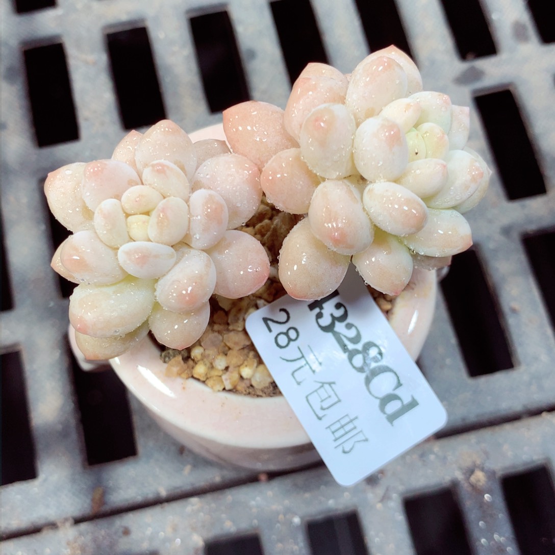 5厘米盆精控多肉4328