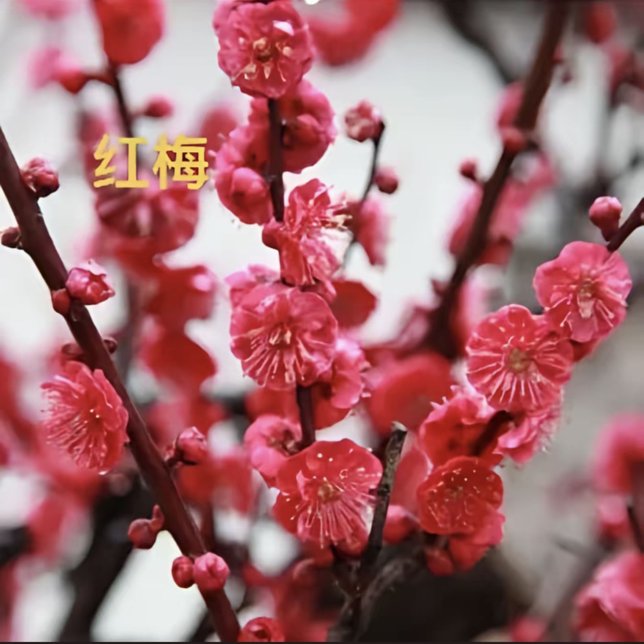 梅花带芽浓香型盆栽室内外庭院阳台耐寒老桩花卉绿植