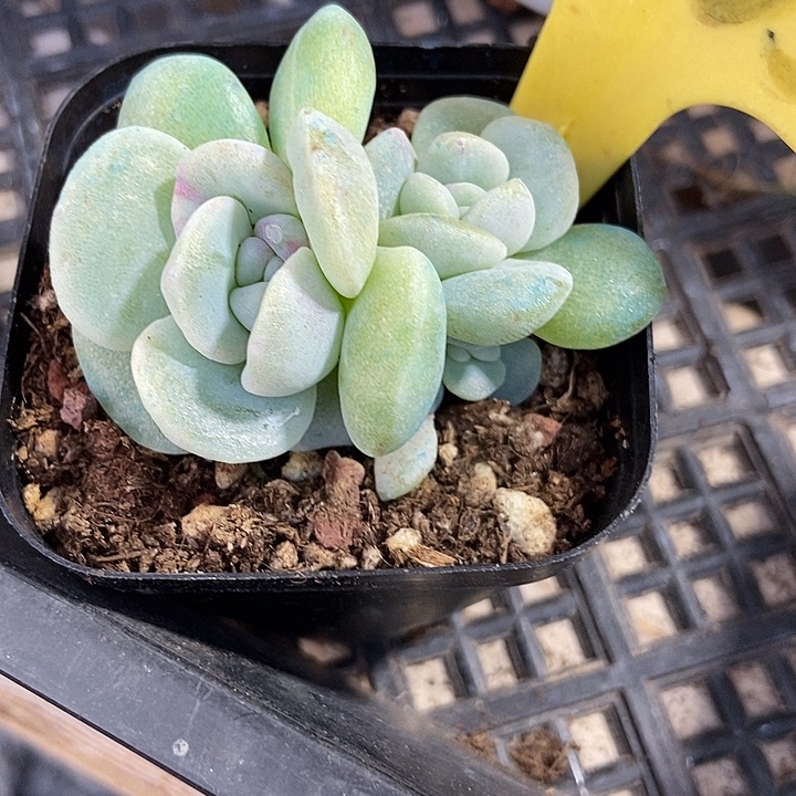 D***H多肉植物冰玉石化6105