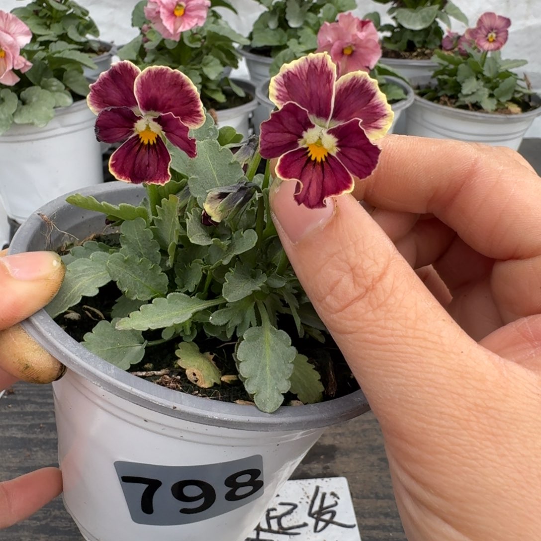 全部花朵798号心跳