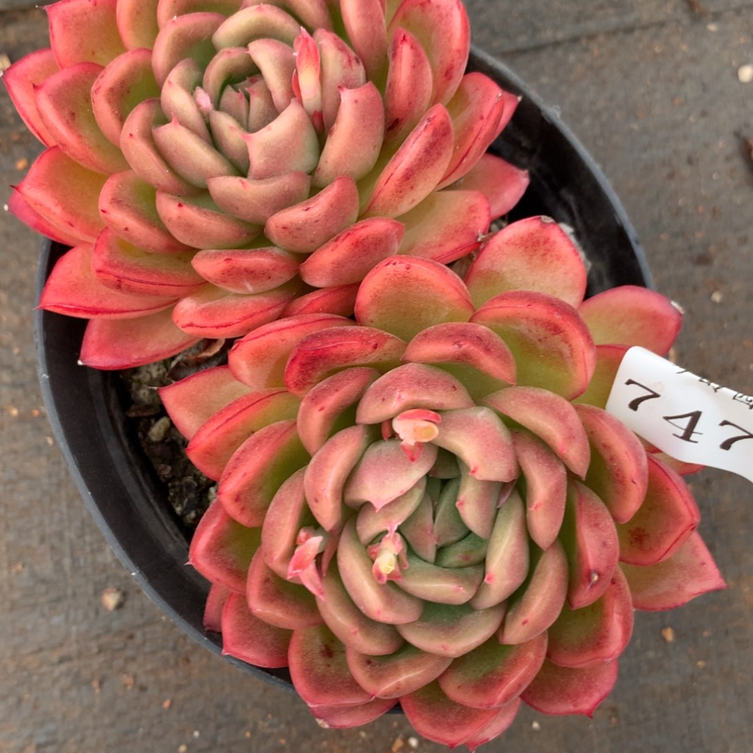 7479杂交多肉植物