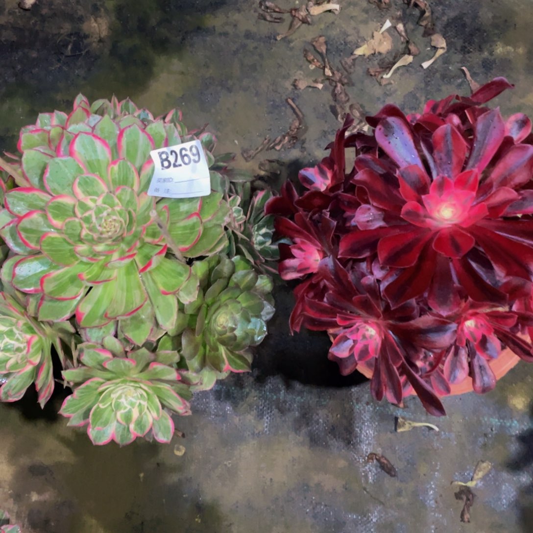269两颗11111多肉
