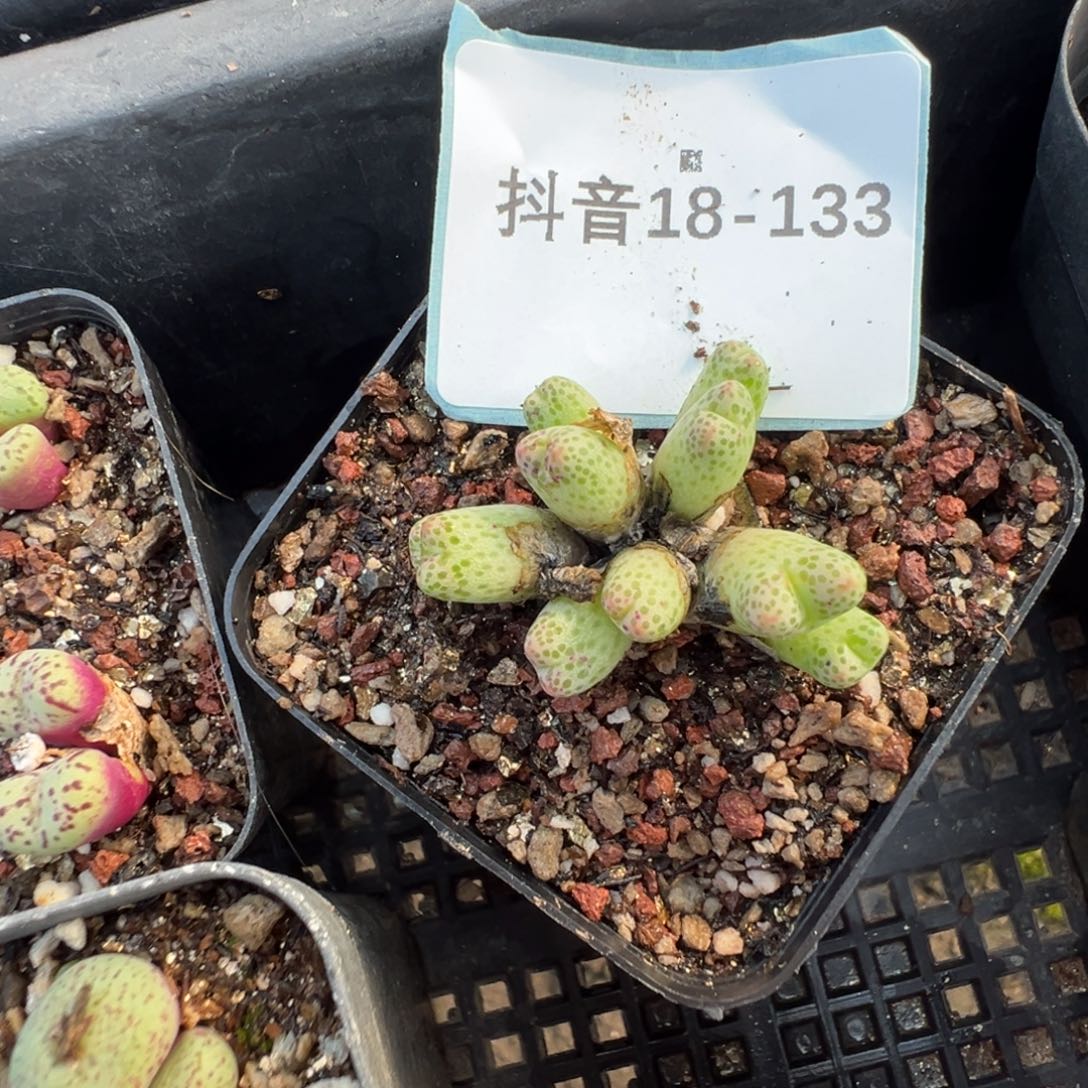 用***818-133肉锥多肉植物，