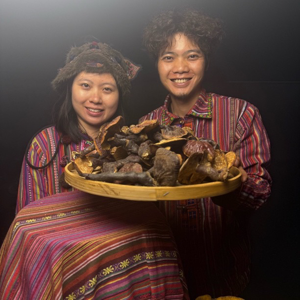 西藏波密白心白肉赤灵芝小号