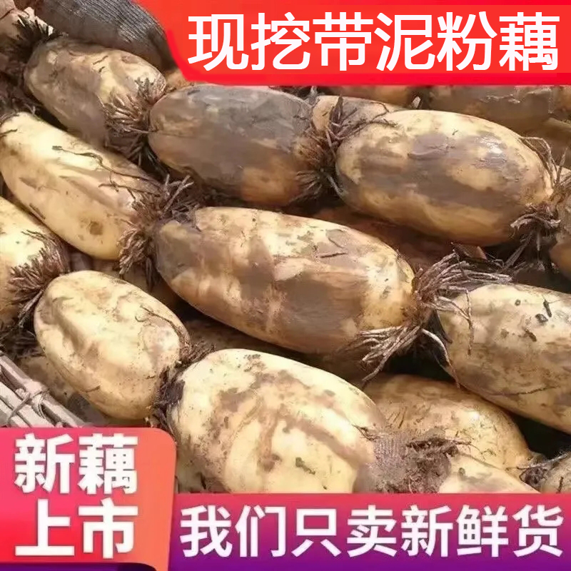 苏北水乡莲藕粉藕新鲜莲藕不漂白莲藕应季鲜蔬菜现挖莲藕健康藕