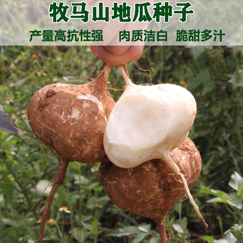 【全店拼满5包包邮】凉薯种子牧马山地瓜种籽沙葛水果地瓜甘薯
