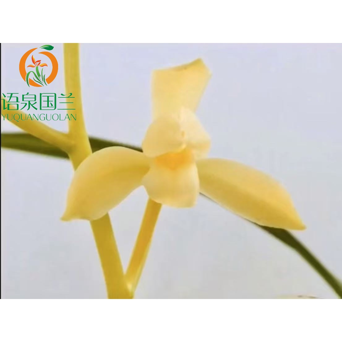 建兰田黄玉芽黄素夏秋开花阳台盆栽绿植