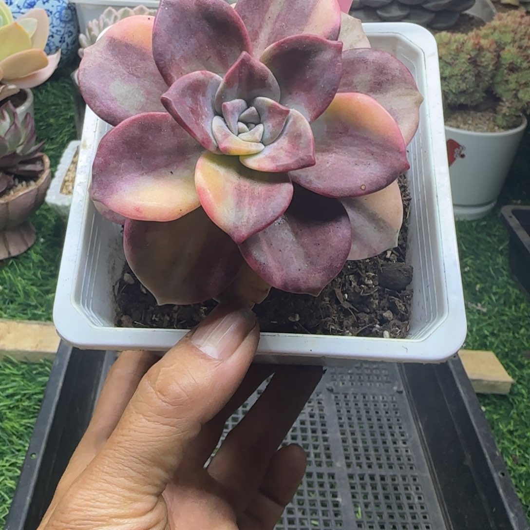 锦安精品多肉植物281