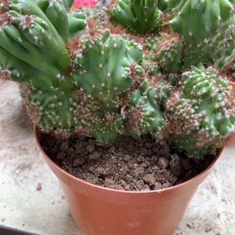 虎头上仙人球18米仙人球