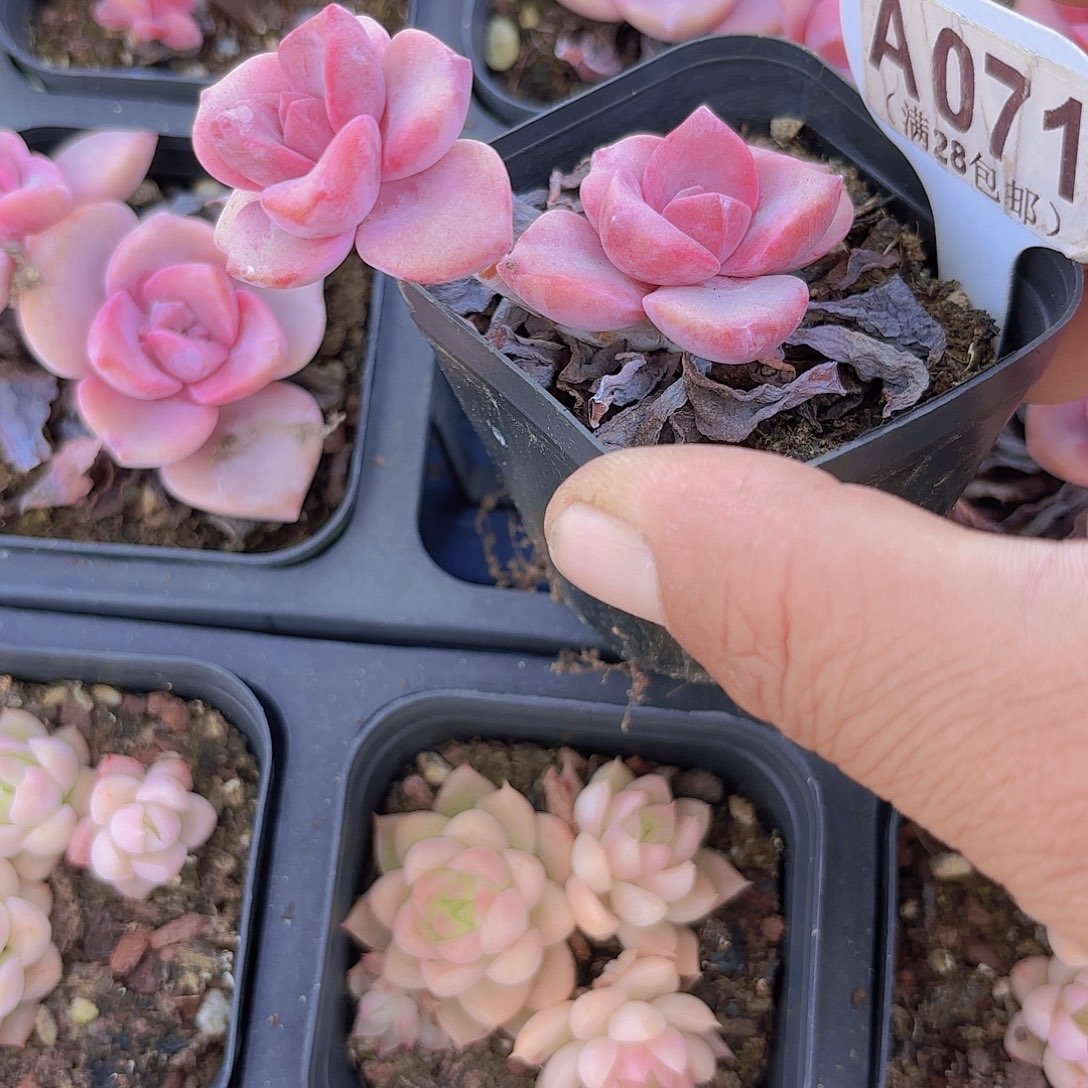 A071彩虹糖一物一拍