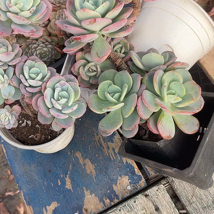 【***】两单包邮，一物一拍，3颗白月光