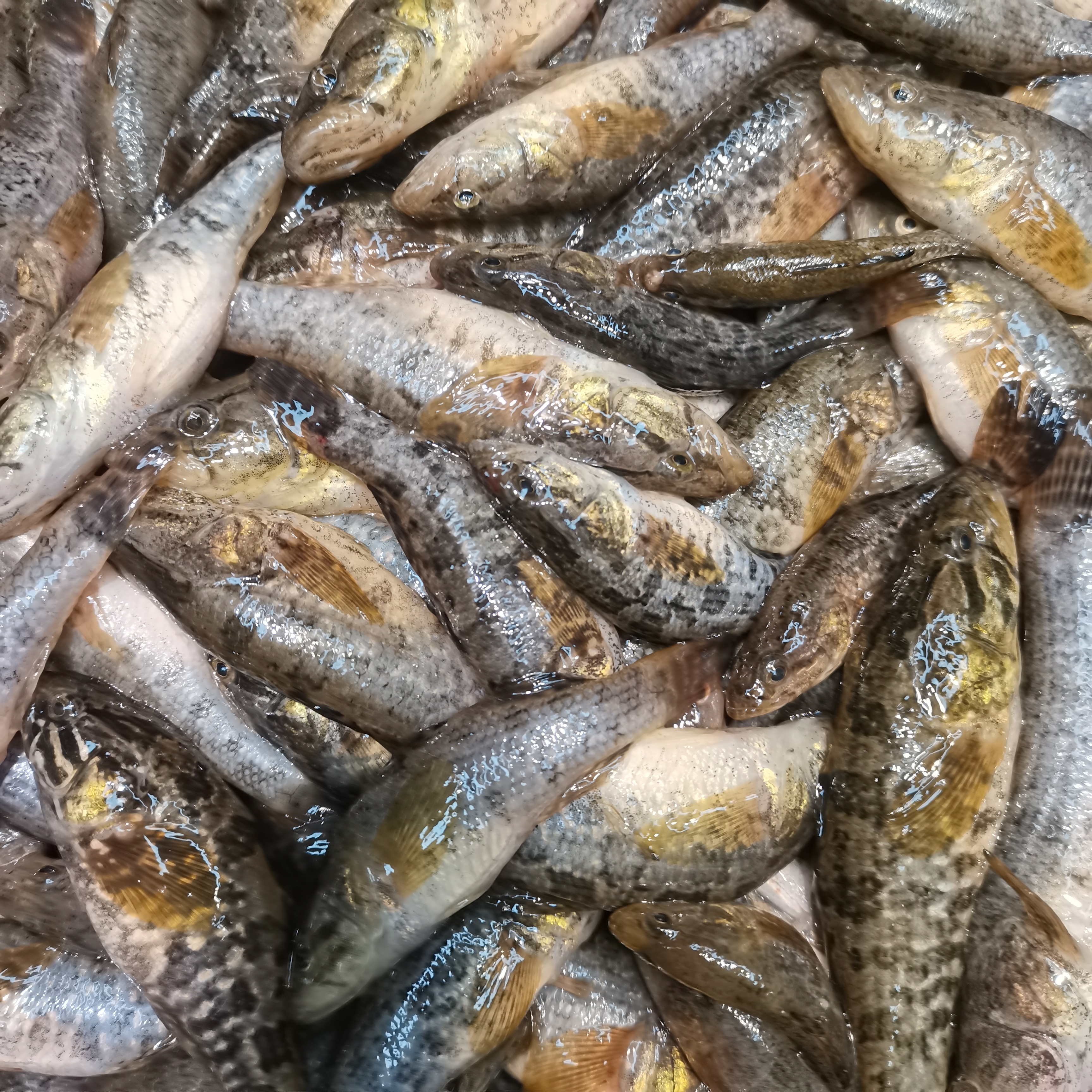 纯野生的小老头鱼 酱炖嘎嘎香 嫌小勿拍