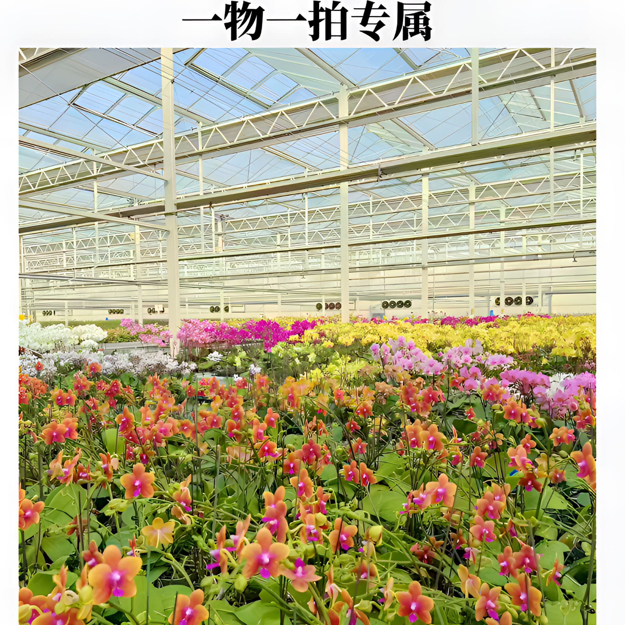 蝴蝶兰开花株【一物一拍】