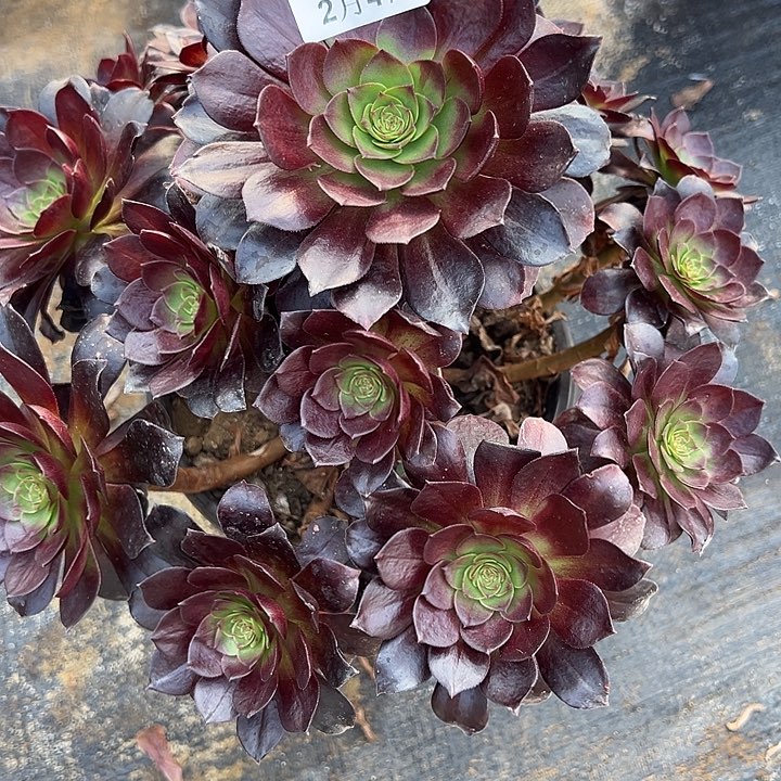 2.4-17赤炎莲多肉