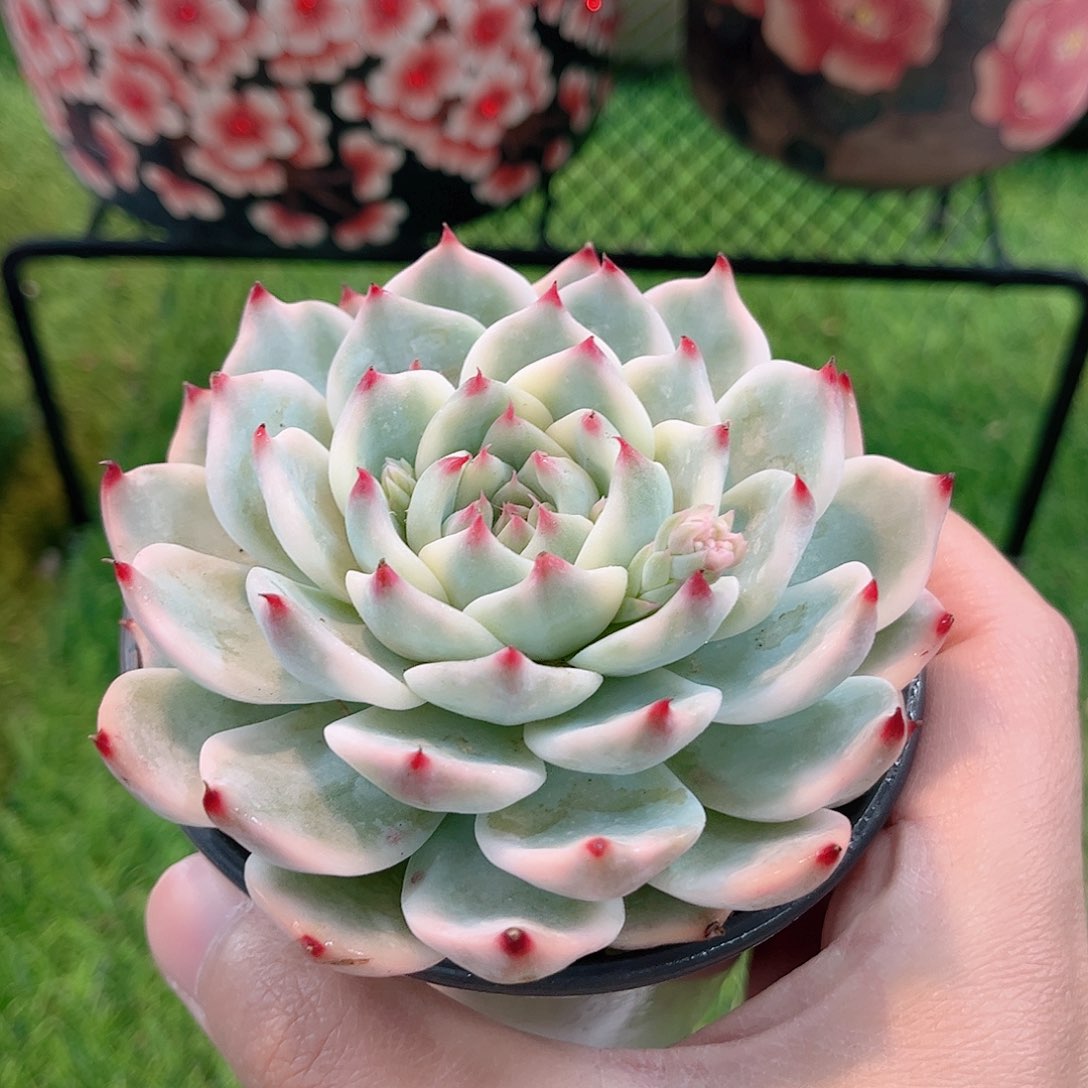 韩版吉娃娃锦多肉