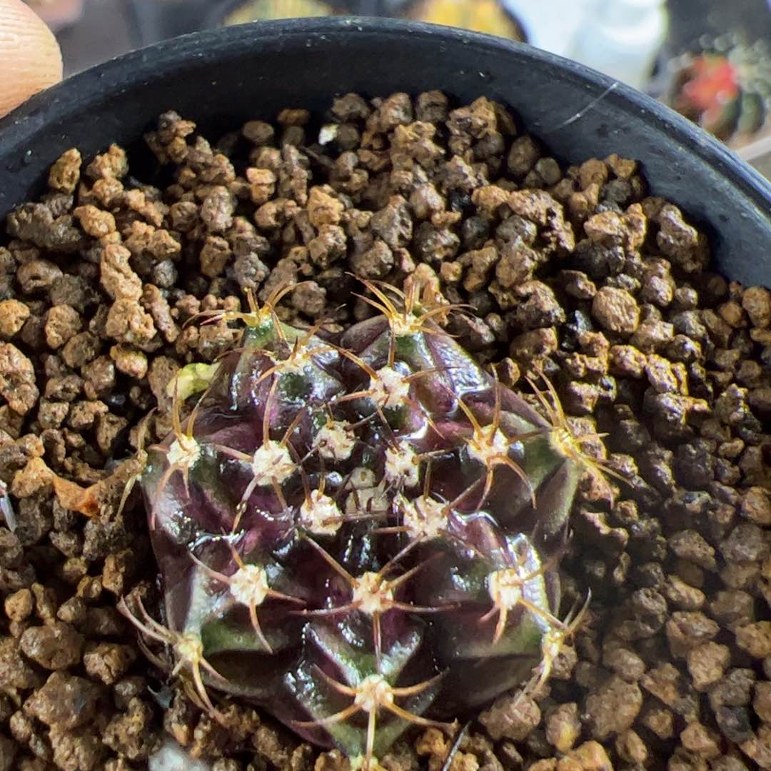 当前无花栽培后可以开花551