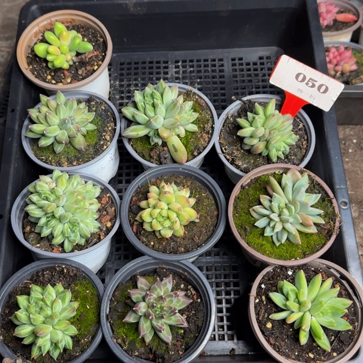 050多肉植物一物一拍