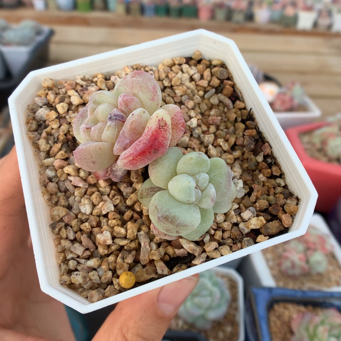 双头异色冰玉石化多肉