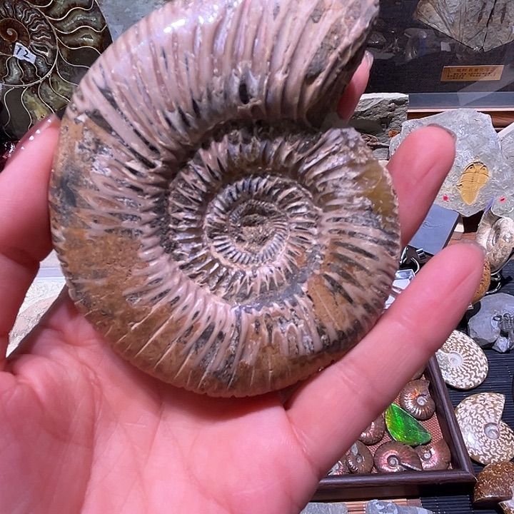 奶***爸石材马达加斯加螺螺^_^^_^^_^^_^