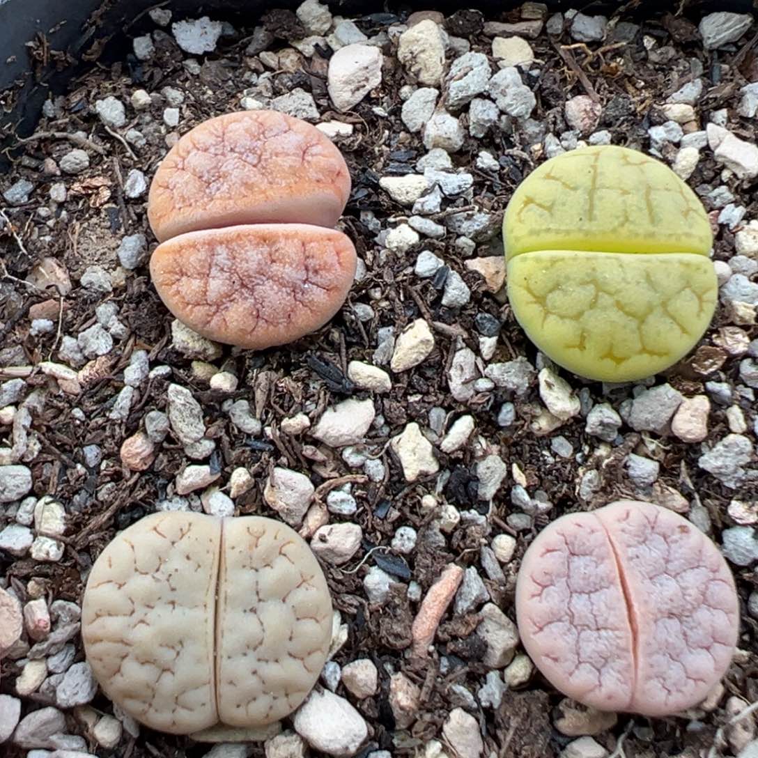 8.5好看的多肉脱土发货108