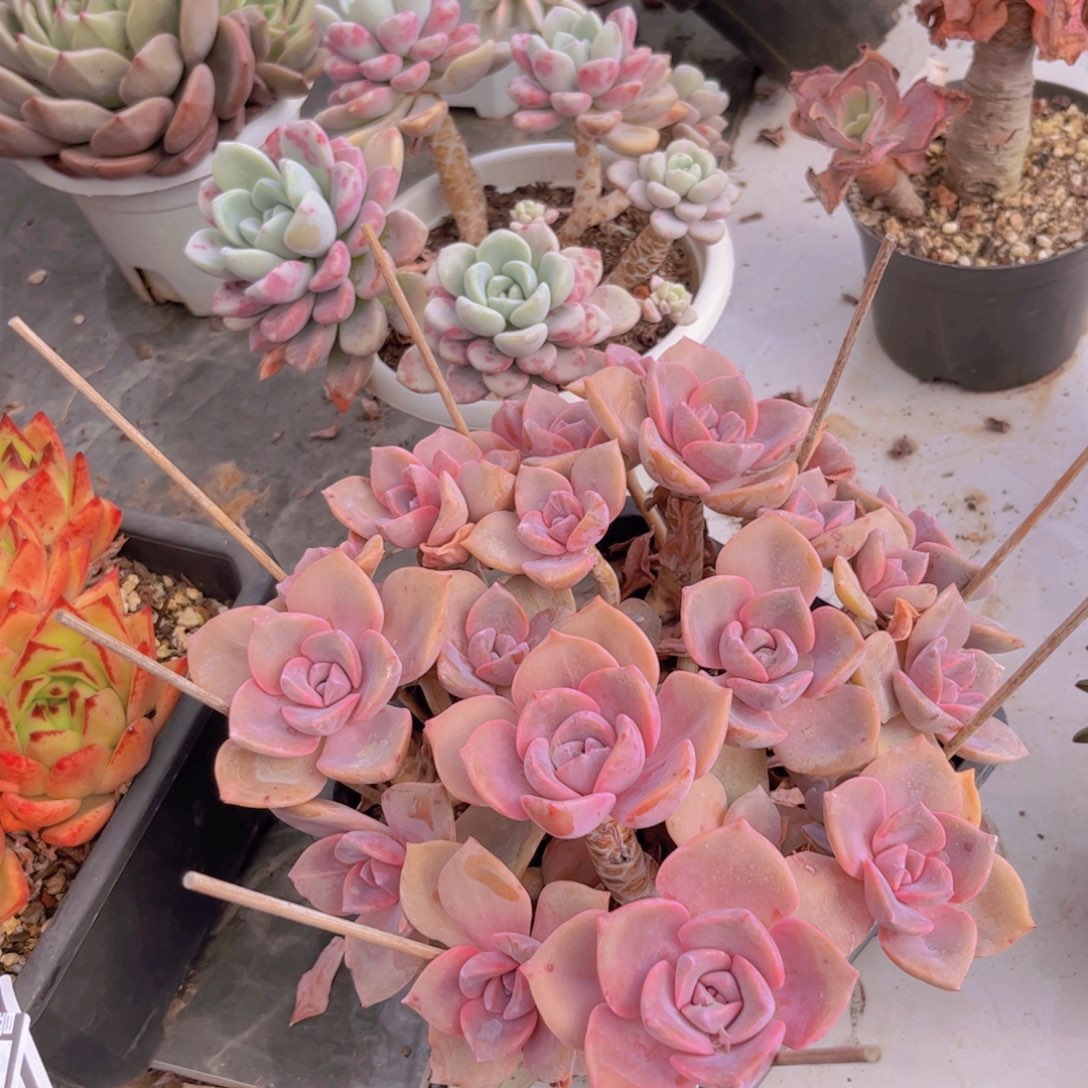 彩虹糖多肉植物14168