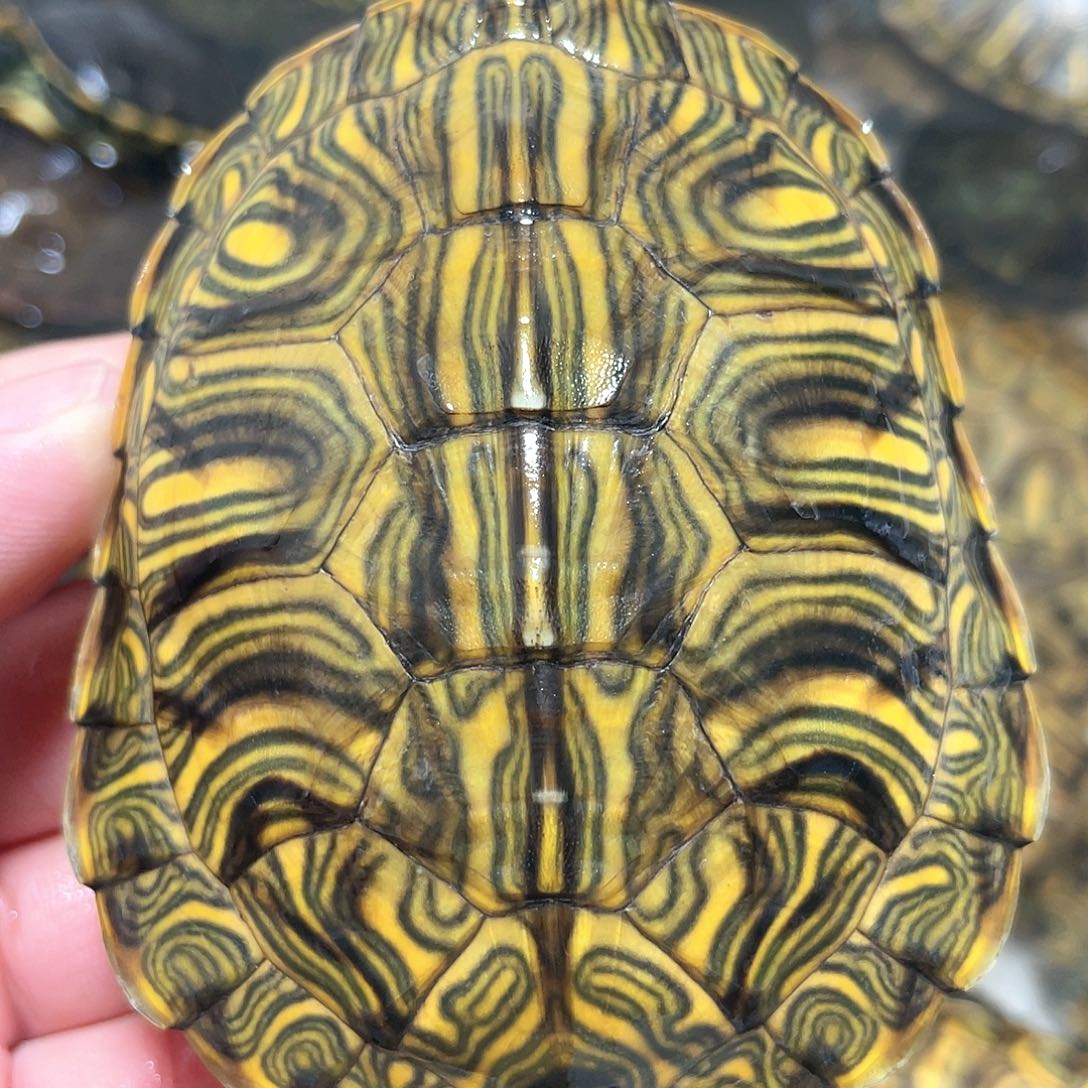 宠物龟不分公母8.8