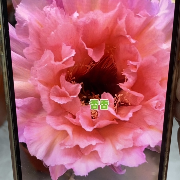 彩草2549号侧芽2公分左右