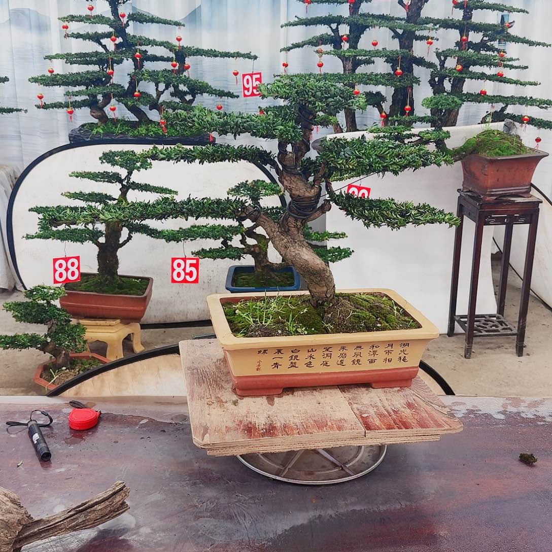 罗汉松一物一拍8888
