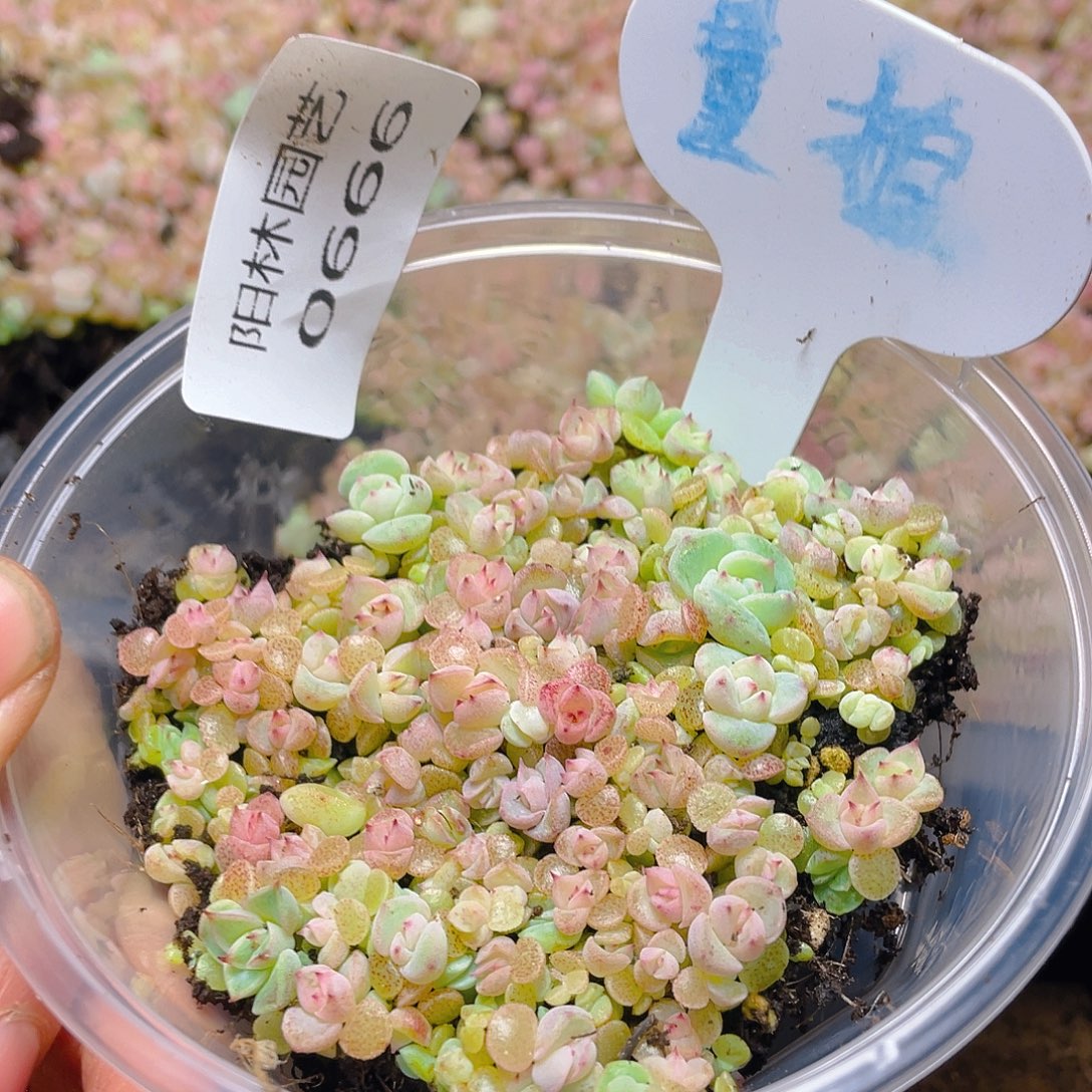 量拍多肉植物多肉植物666
