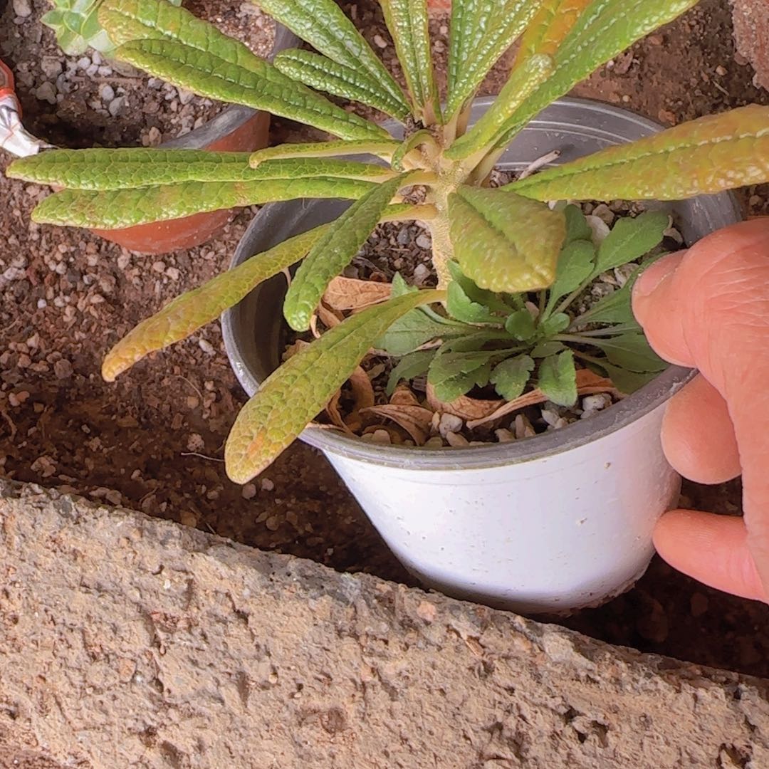 块根植物块根植物