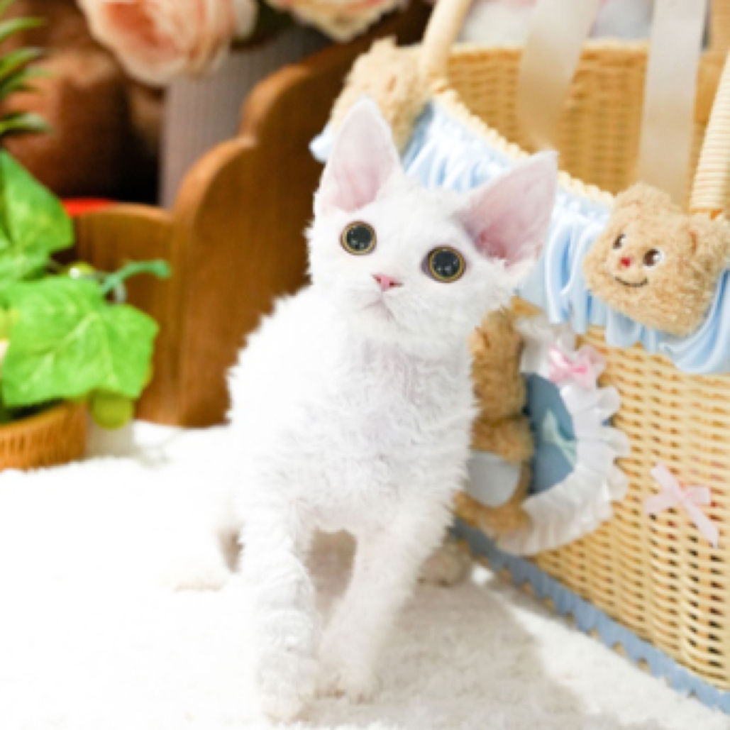 纯白德文妹妹 年糕 全款8800