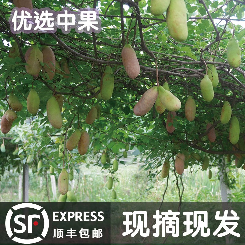 【八月瓜】优选中果农家自种当季水果香甜软糯顺丰包邮