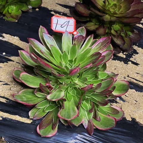 万花筒捧花法师19