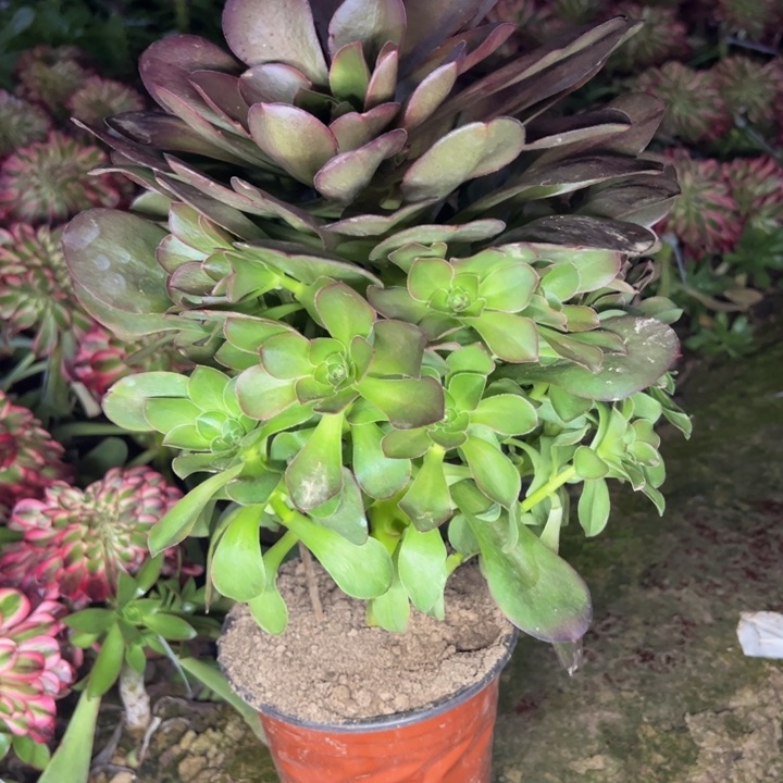 4806南魅金多肉植物