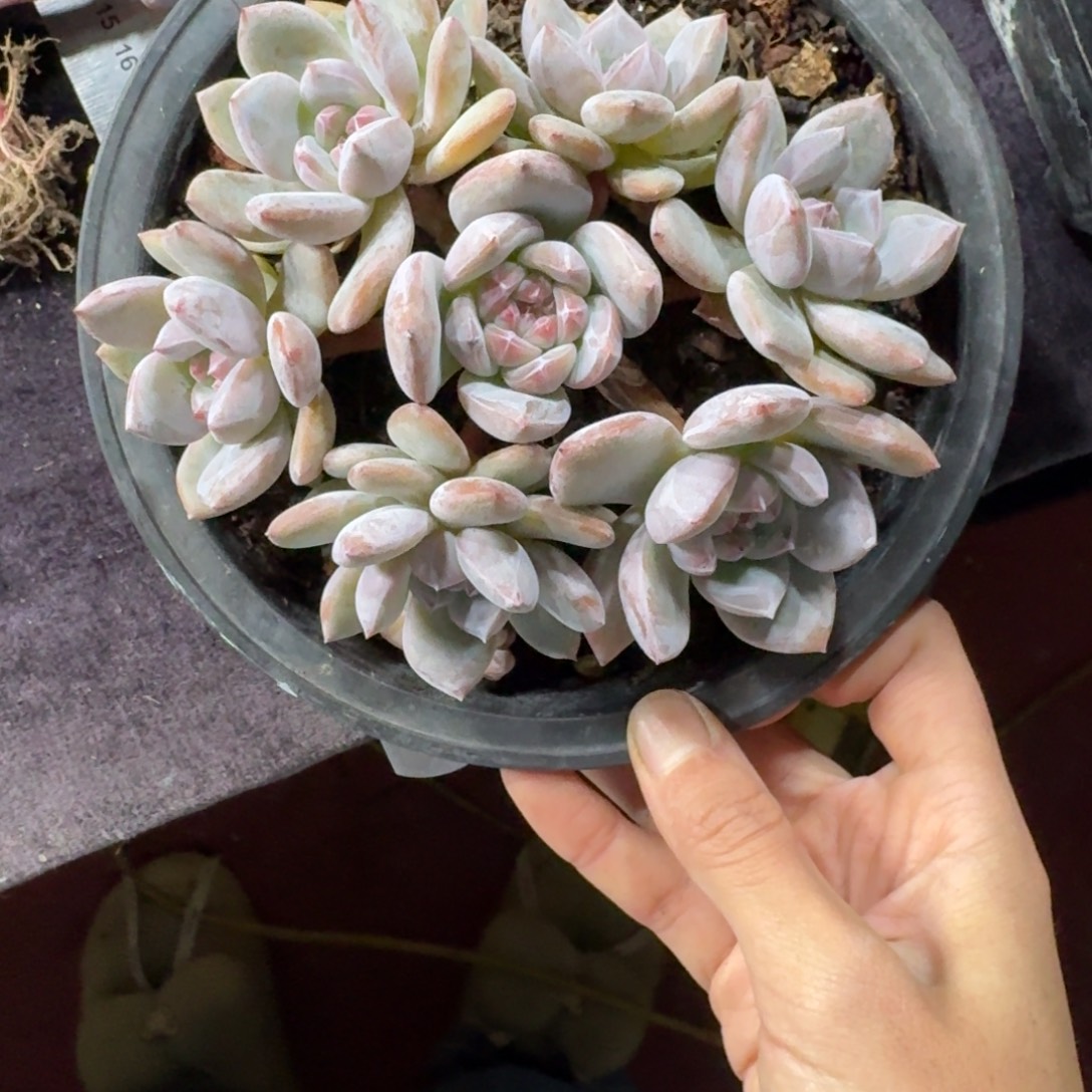 钰***头星影手捧7头无砍石榴籽