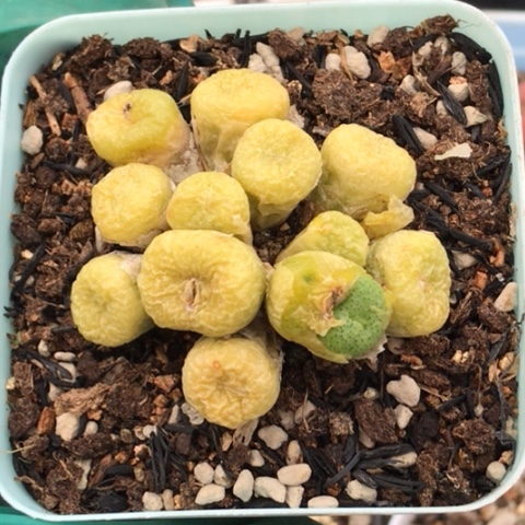 多肉肉锥 12头 青团