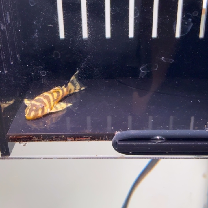 清道夫鱼43号皇室帝王迷宫