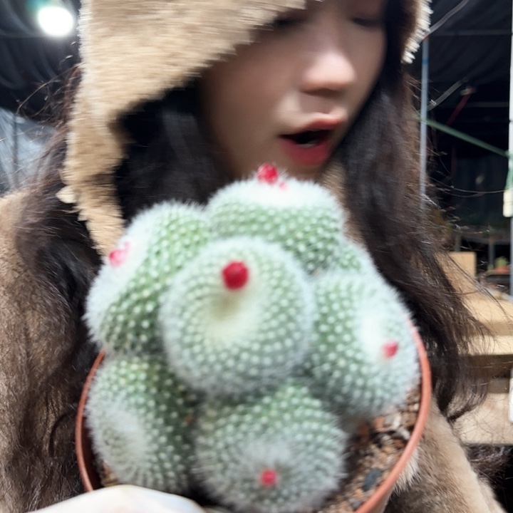 白雪光群生11111111