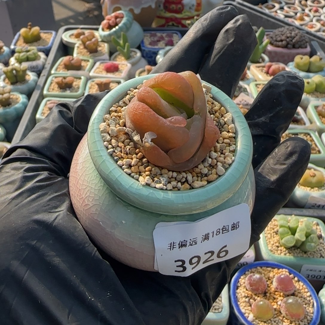 3926--一物一拍 带盆