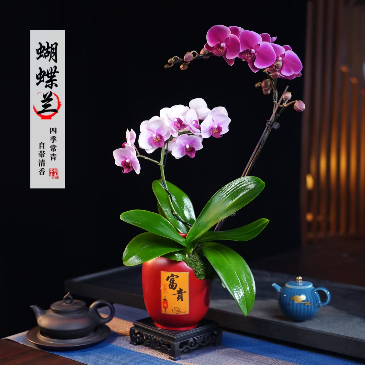 蝴蝶兰盆栽四季常青花卉茶桌面净化空气花办公室内绿植物花开