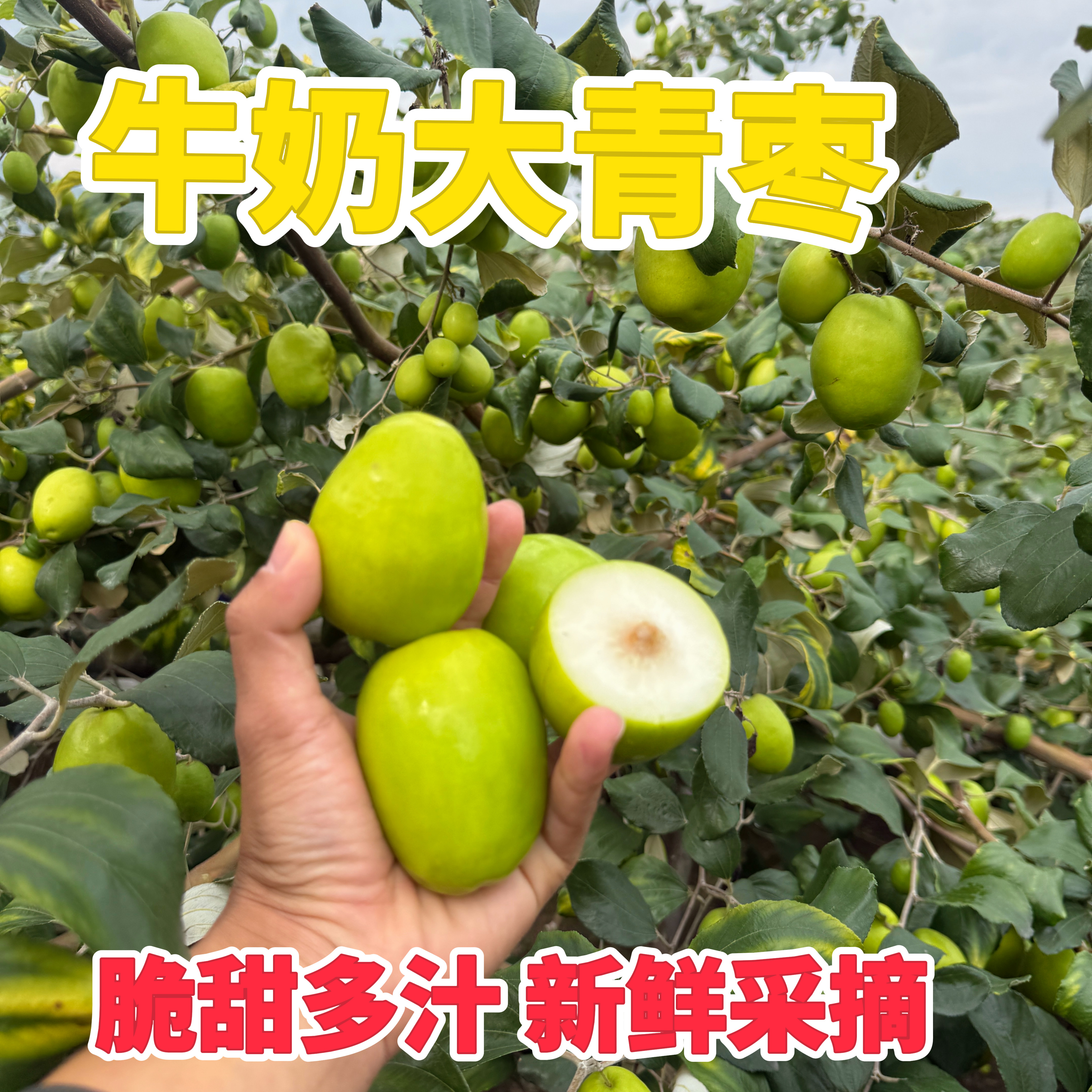 精选云南奶油大青枣贵妃枣脆甜多汁新鲜孕妈妈水果苹果枣