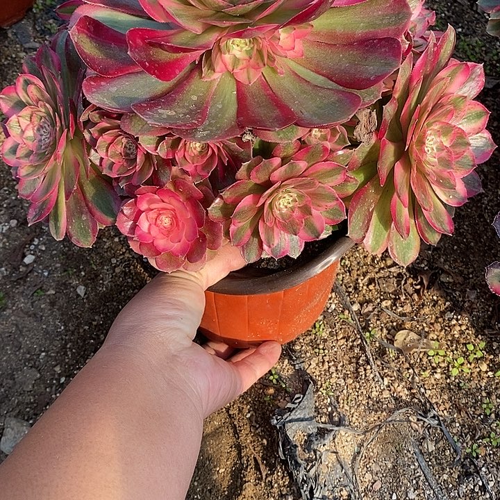 多肉植物火龙果806多肉